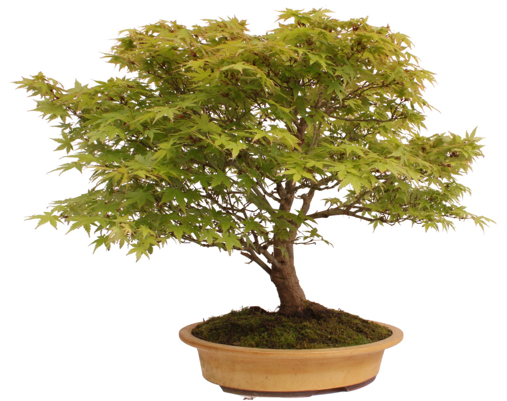 Bonsai - Acer palmatum, Japanischer Fächerahorn 218/248