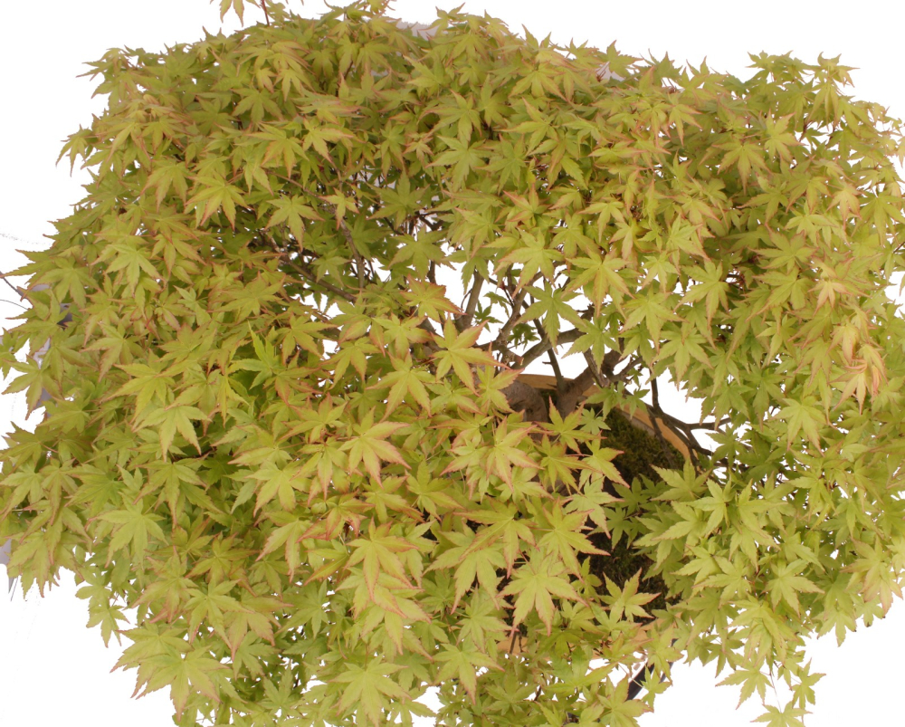 Bonsai - Acer palmatum, Japanischer Fächerahorn 218/248