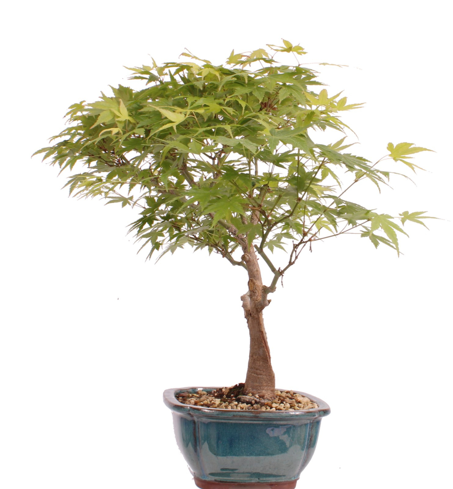 Preview: Bonsai - Acer palmatum, Japanischer Fächerahorn 218/249