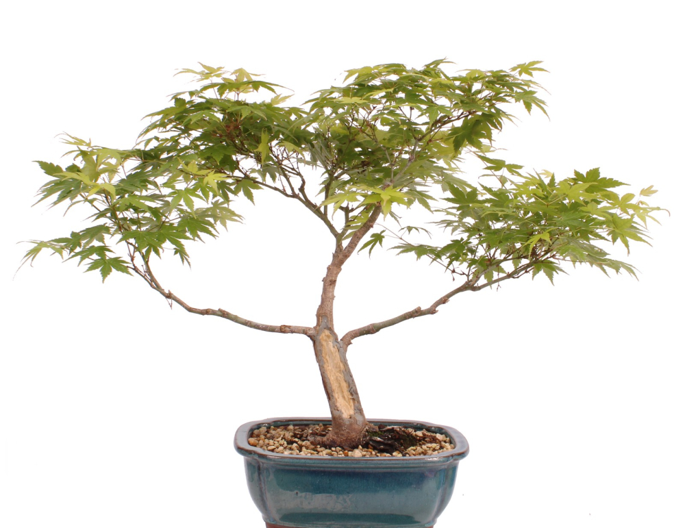 Preview: Bonsai - Acer palmatum, Japanischer Fächerahorn 218/249