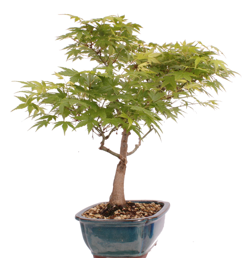Preview: Bonsai - Acer palmatum, Japanischer Fächerahorn 218/249