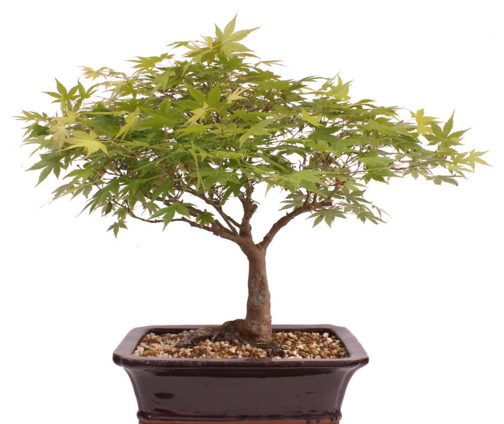 Preview: Bonsai - Acer palmatum, Japanischer Fächerahorn 218/250