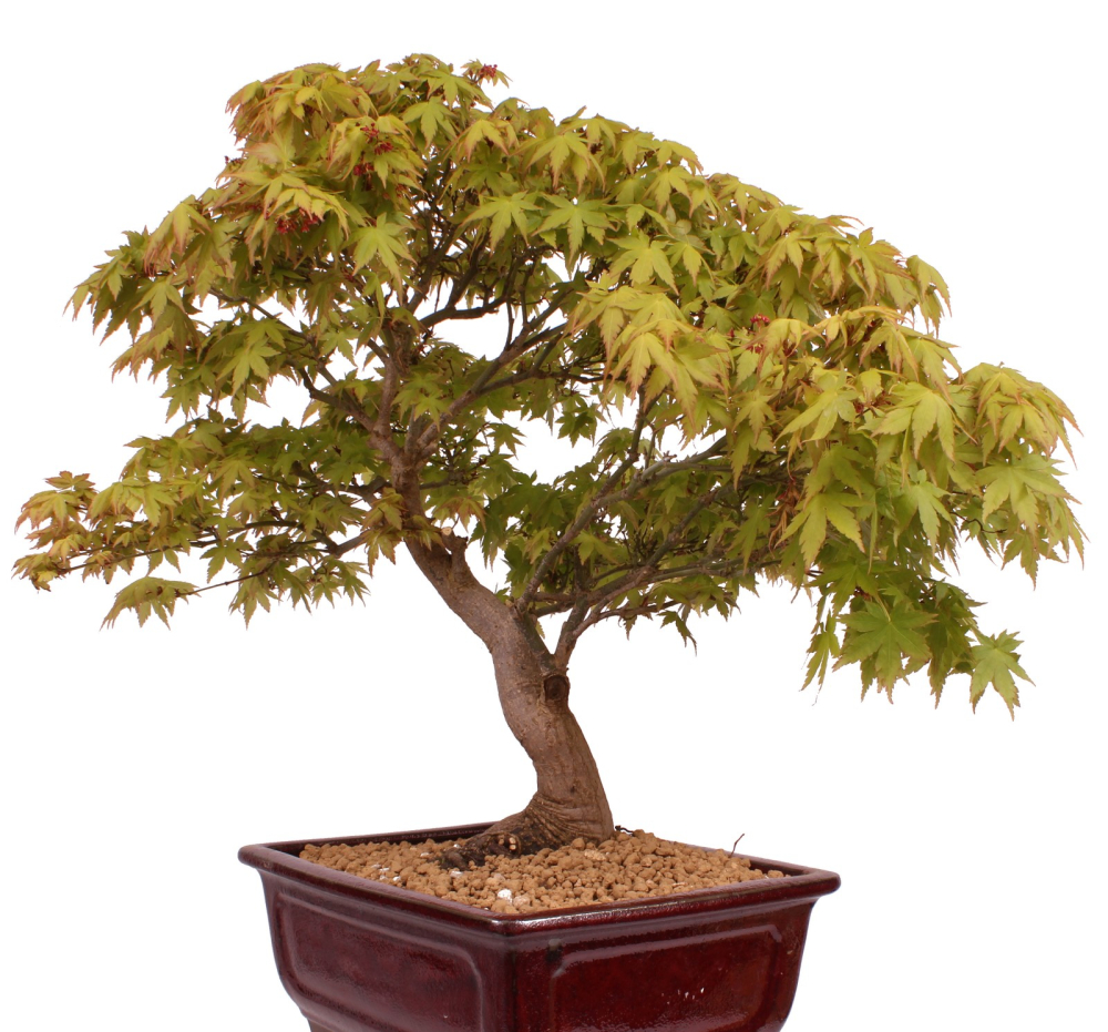 Preview: Bonsai - Acer palmatum - Japanischer Fächerahorn 218/251