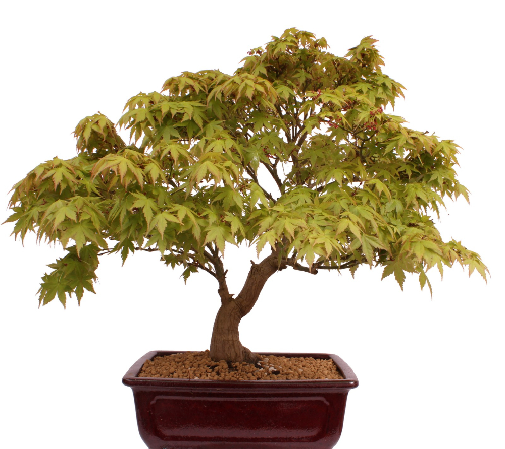 Bonsai - Acer palmatum - Japanischer Fächerahorn 218/251