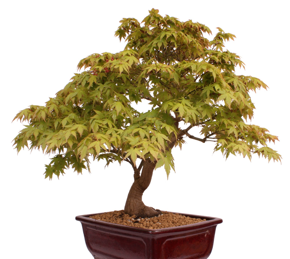 Bonsai - Acer palmatum - Japanischer Fächerahorn 218/251