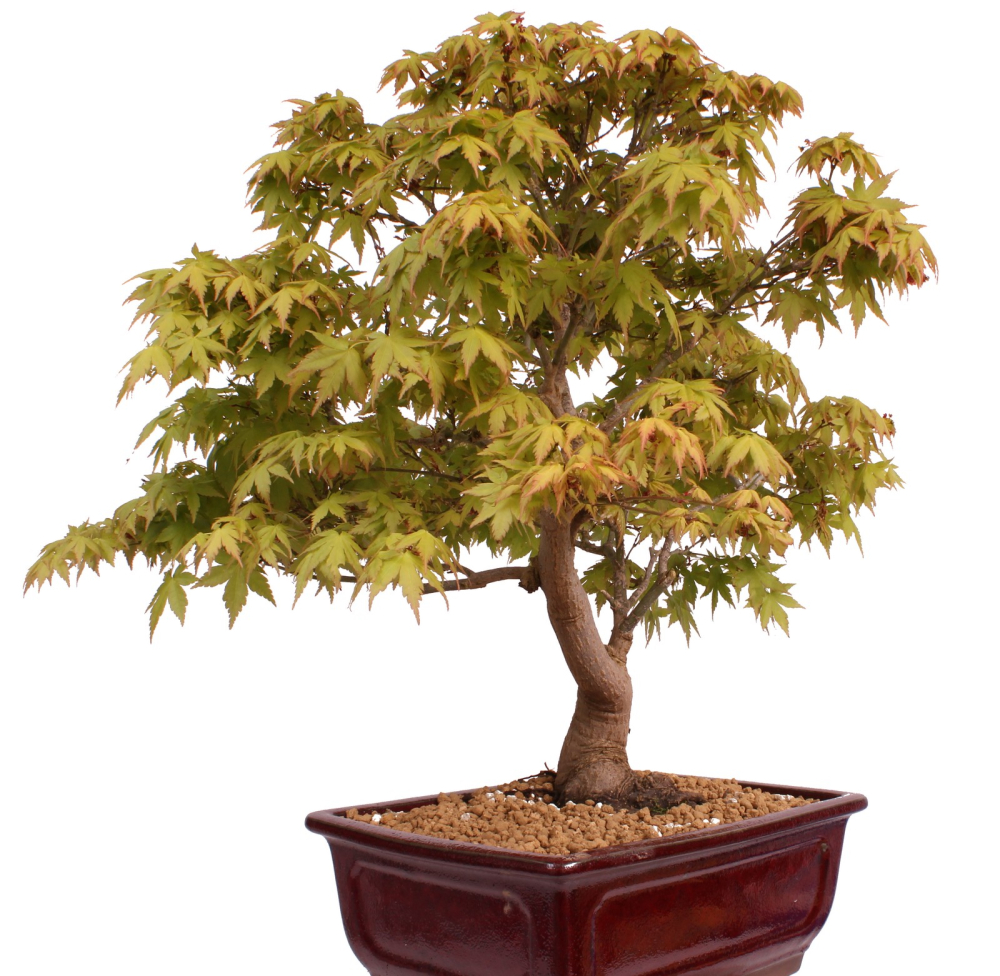 Bonsai - Acer palmatum - Japanischer Fächerahorn 218/251