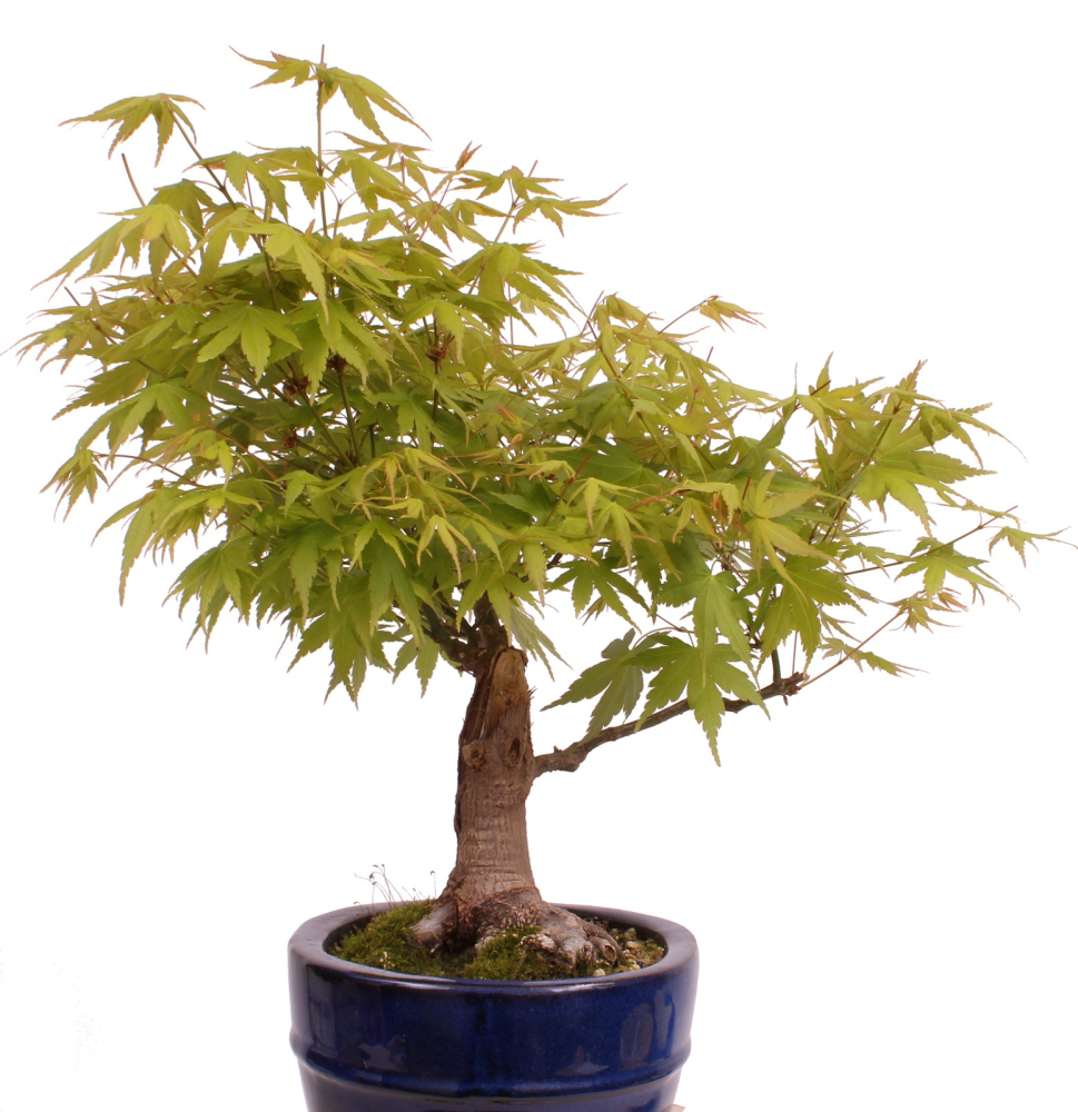 Preview: Bonsai - Acer palmatum - Japanischer Fächerahorn 218/253