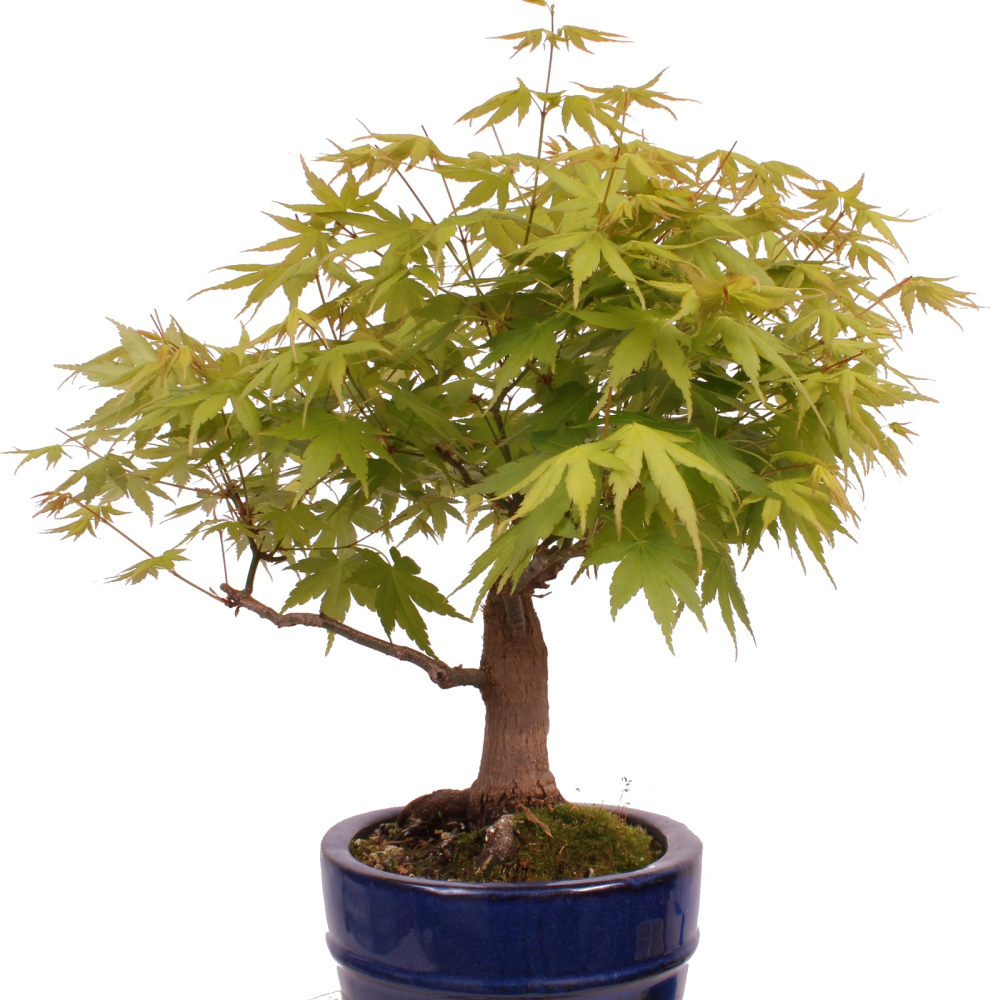 Preview: Bonsai - Acer palmatum - Japanischer Fächerahorn 218/253