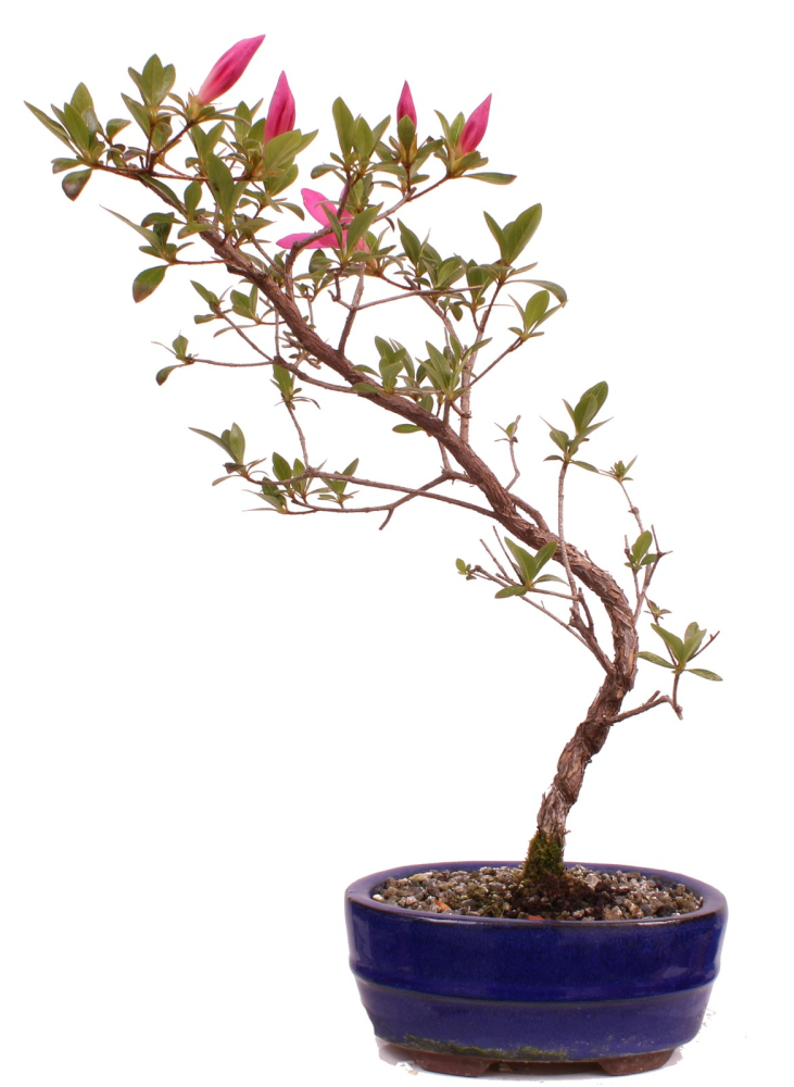 Bonsai - Japanische Satsuki Azalee 'Asuka-no-Homare' Rhododendron indicum 218/68
