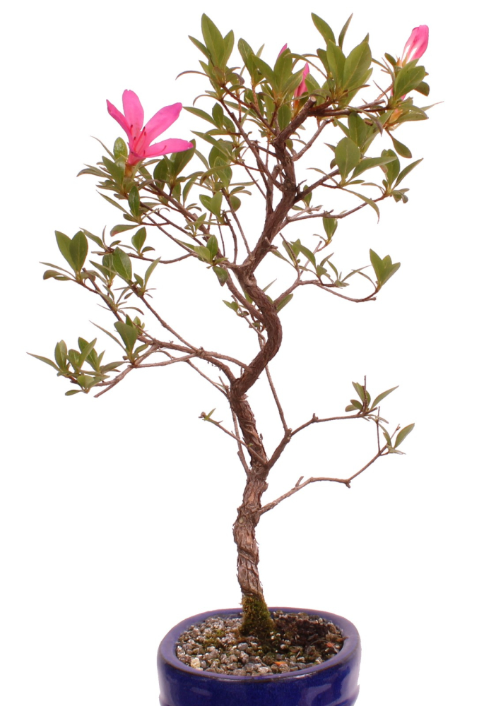 Preview: Bonsai - Japanische Satsuki Azalee 'Asuka-no-Homare' Rhododendron indicum 218/68