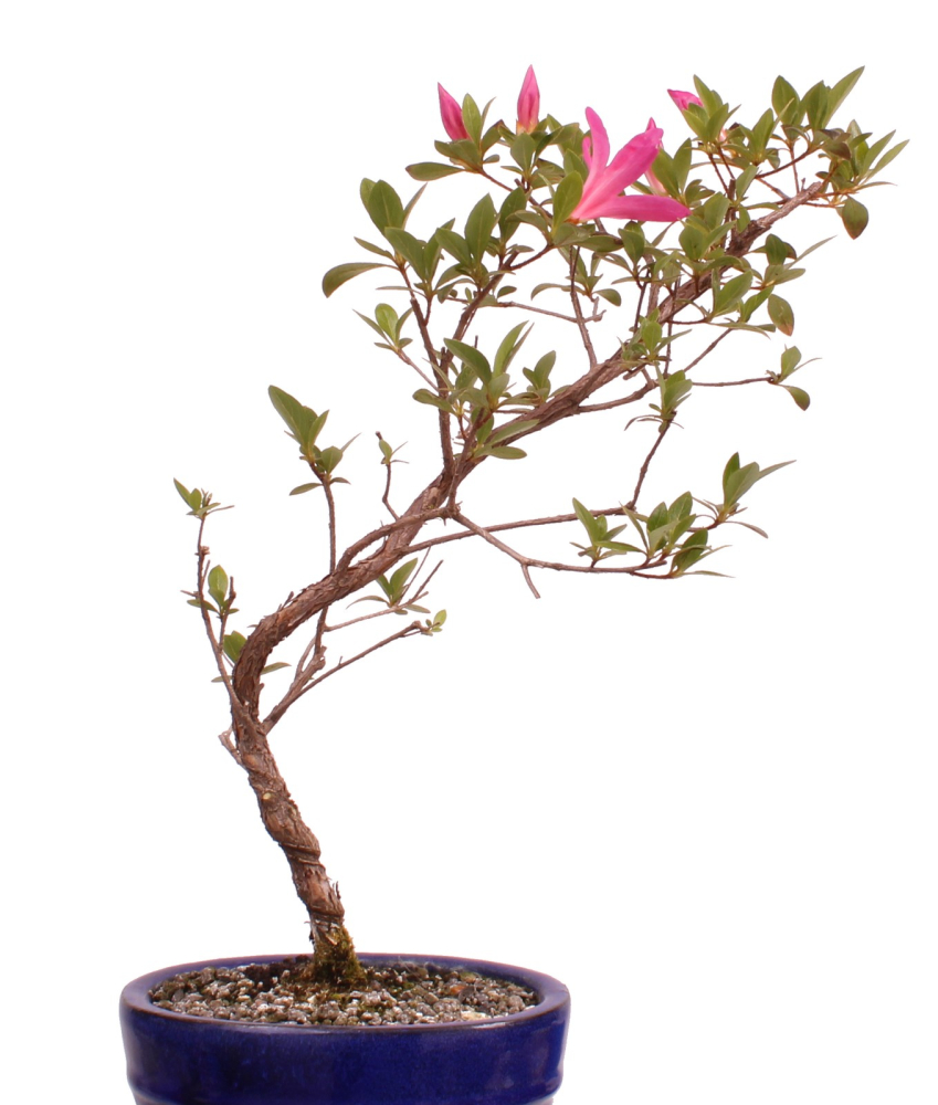 Preview: Bonsai - Japanische Satsuki Azalee 'Asuka-no-Homare' Rhododendron indicum 218/68