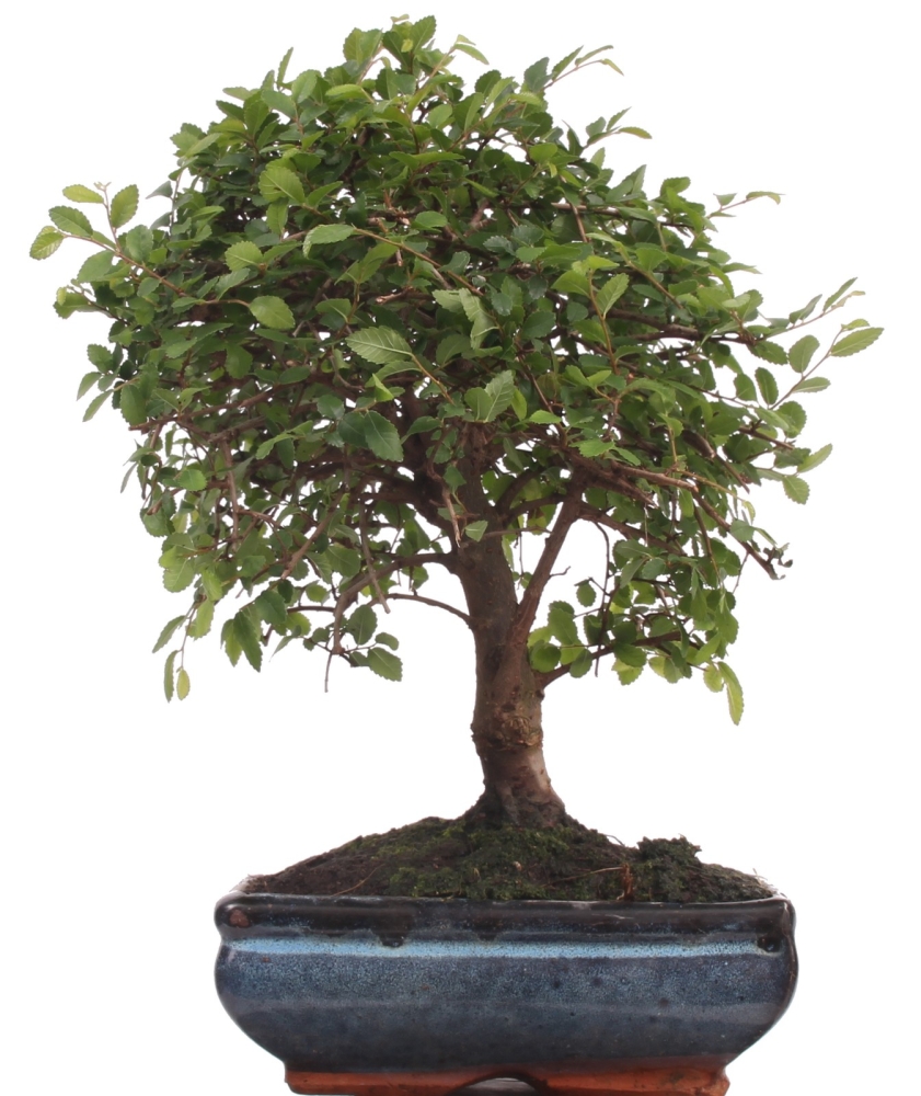 Bonsai - Ulmus parvifolia, Chinesische Ulme 220/78