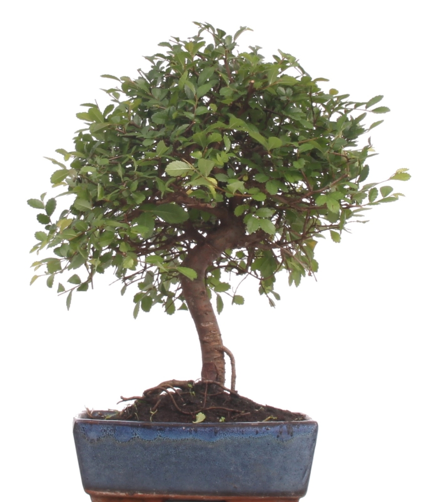 Bonsai - Ulmus parvifolia, Chinesische Ulme 220/81