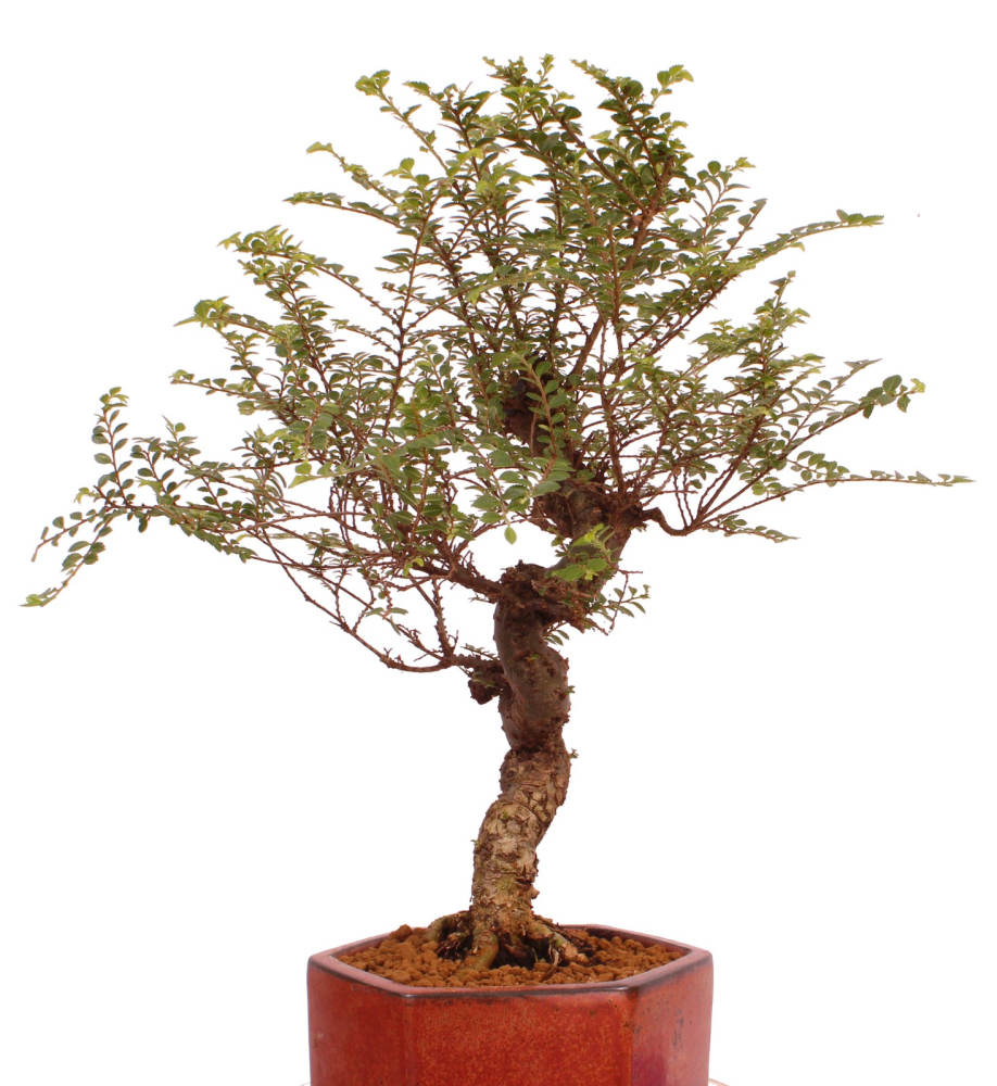 Preview: Bonsai - Ulmus parvifolia 'Seiju', Chinesische Ulme, sehr kleine Blätter 220/91