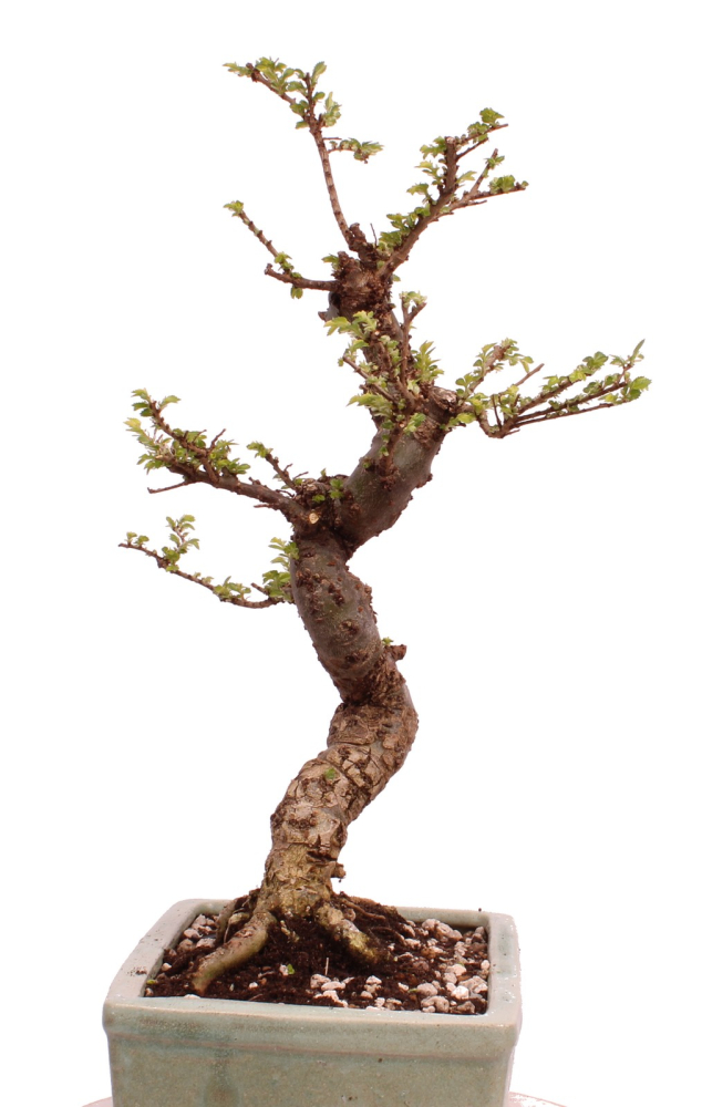 Preview: Bonsai - Ulmus parvifolia 'Seiju', Chinesische Ulme, sehr kleine Blätter 220/91