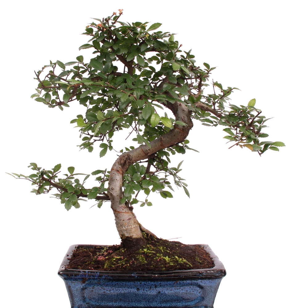 Bonsai - Ulmus parvifolia, Chinesische Ulme 221/63