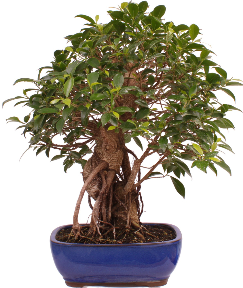 Bonsai - Ficus retusa - Chinesische Feige 221/77