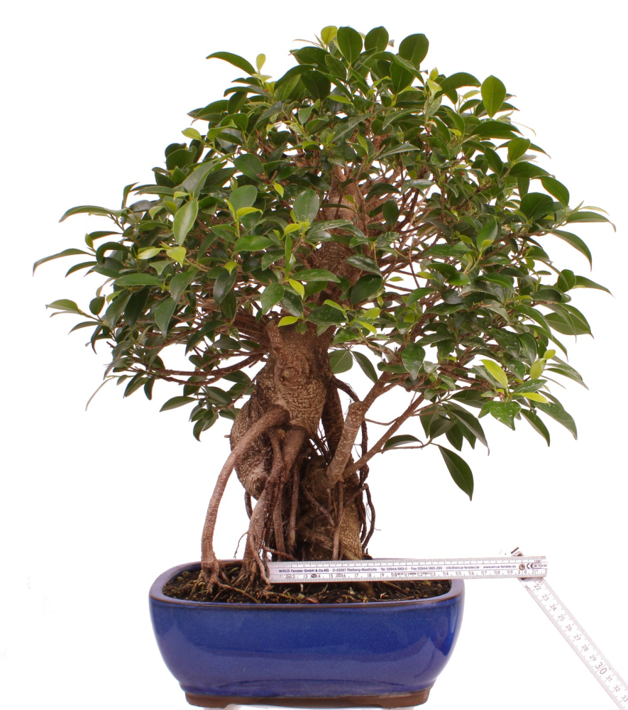Preview: Bonsai - Ficus retusa - Chinesische Feige 221/77