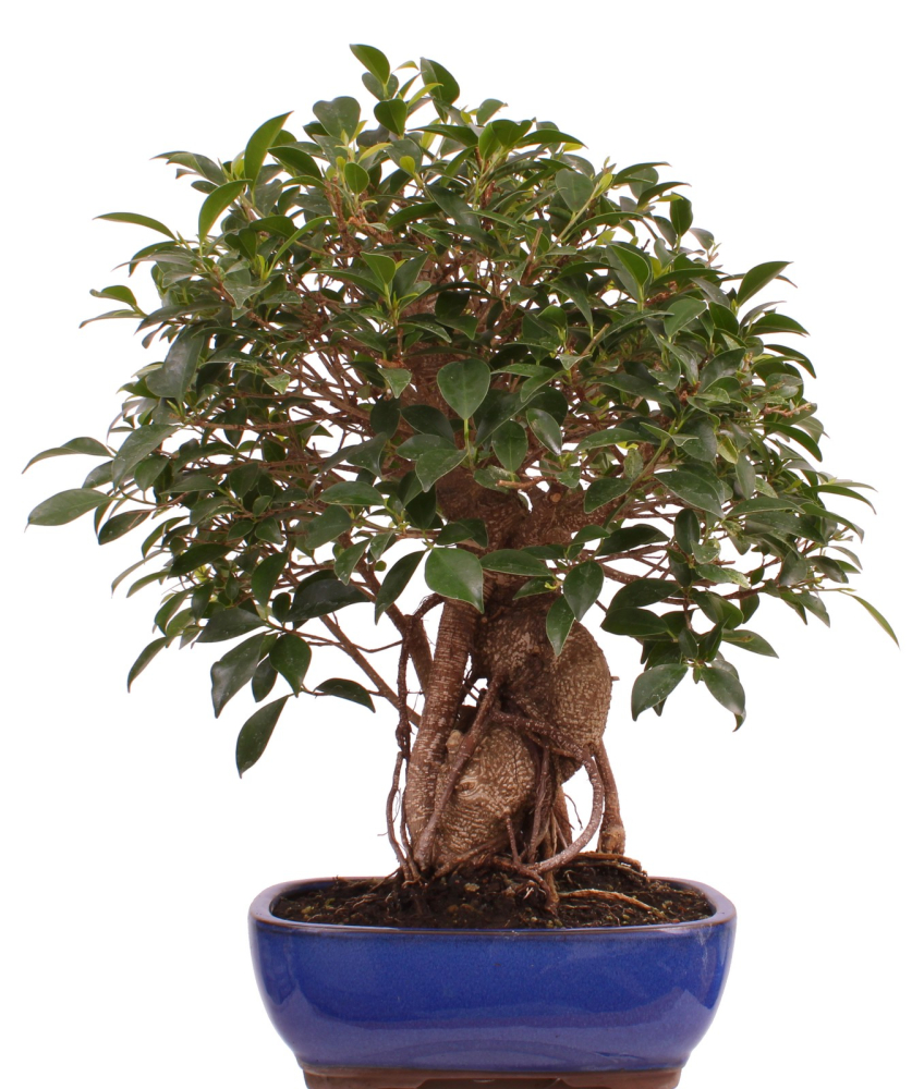 Preview: Bonsai - Ficus retusa - Chinesische Feige 221/77