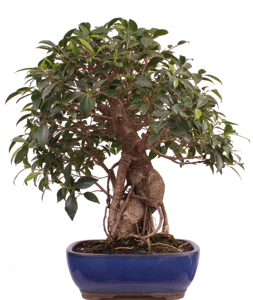 Bonsai - Ficus retusa - Chinesische Feige 221/77