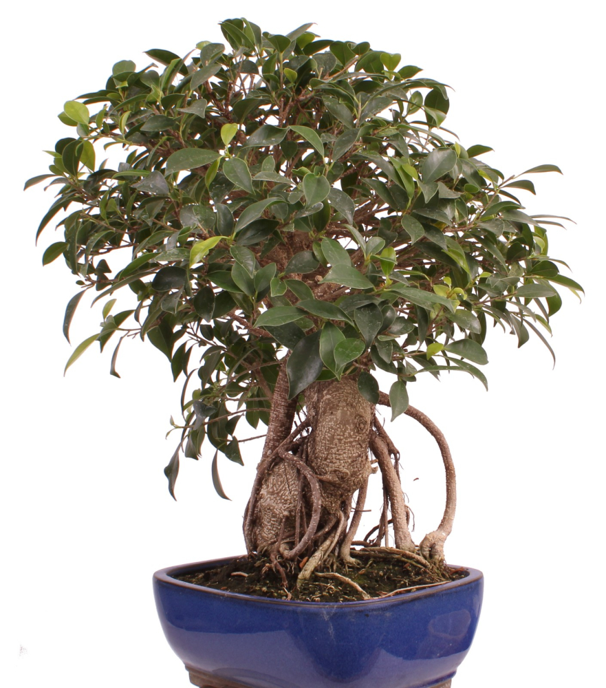 Preview: Bonsai - Ficus retusa - Chinesische Feige 221/77