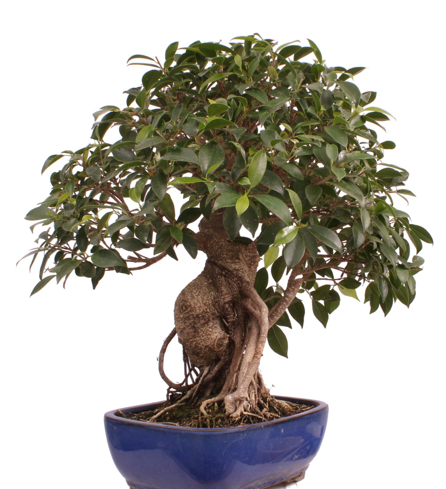 Bonsai - Ficus retusa - Chinesische Feige 221/77