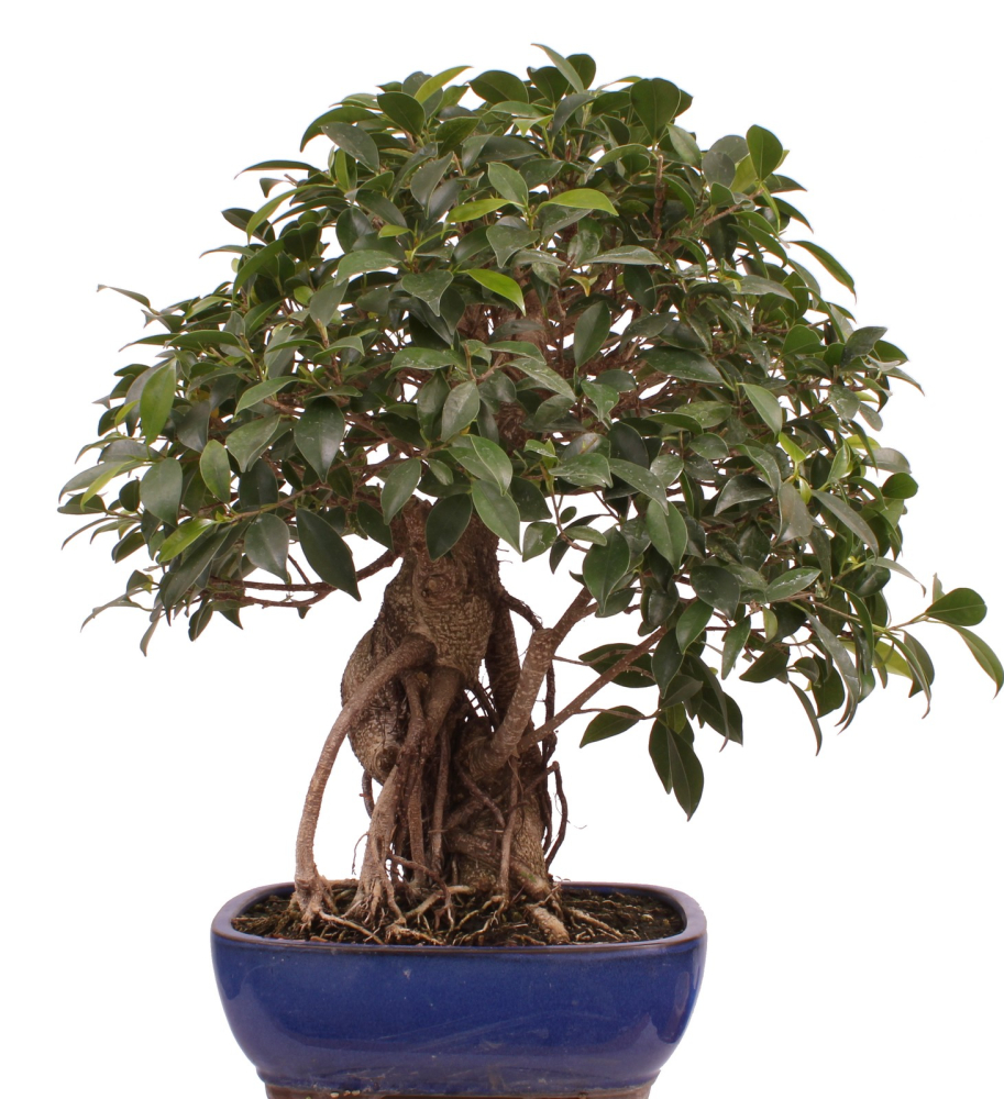 Bonsai - Ficus retusa - Chinesische Feige 221/77