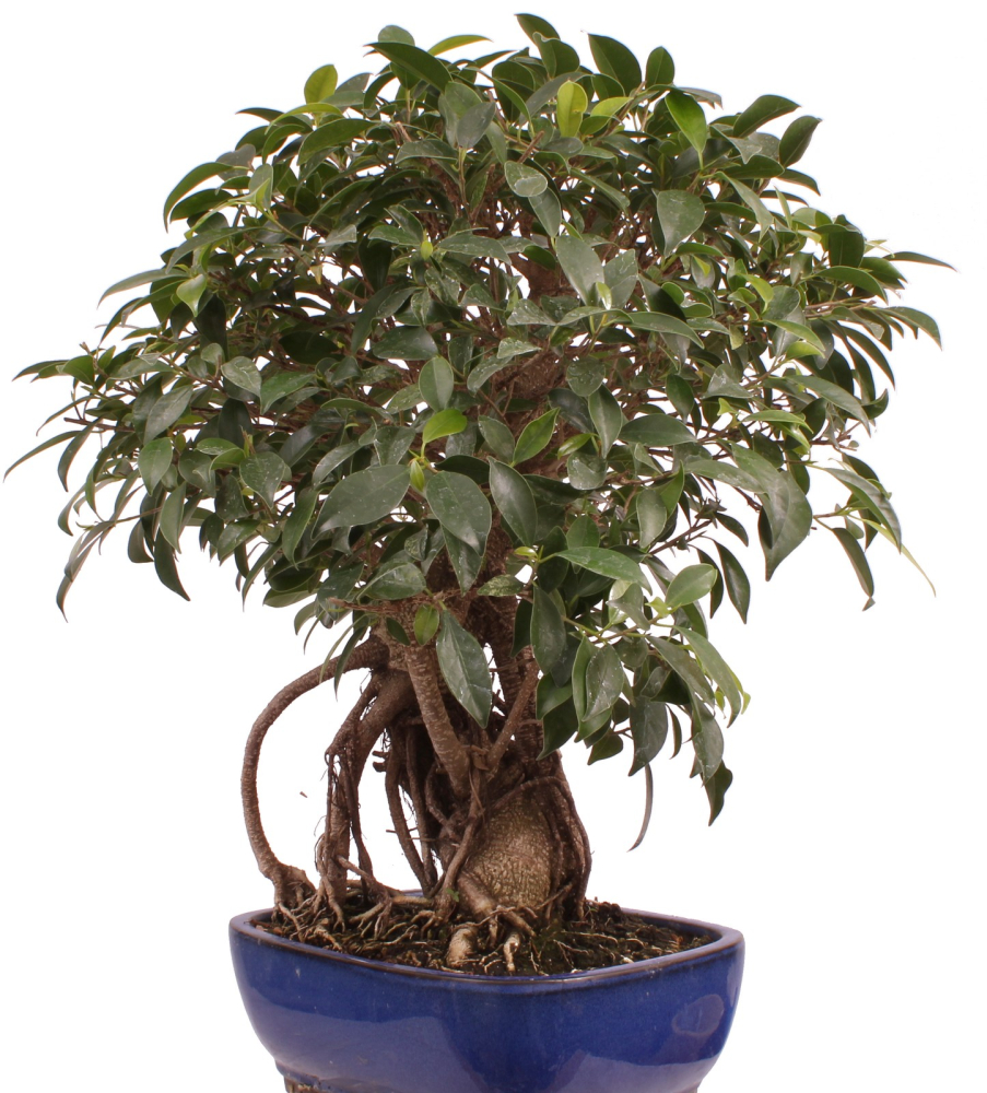 Bonsai - Ficus retusa - Chinesische Feige 221/77