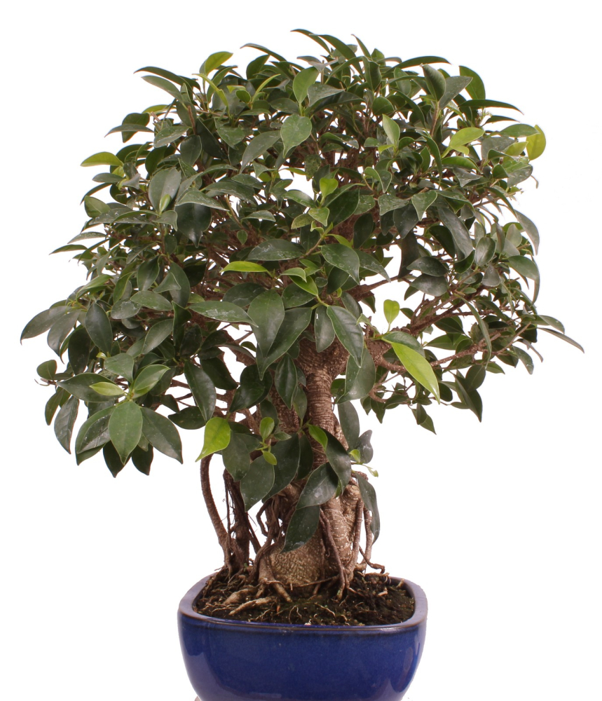 Bonsai - Ficus retusa - Chinesische Feige 221/77