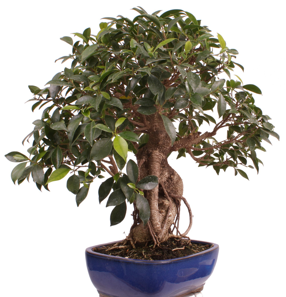 Bonsai - Ficus retusa - Chinesische Feige 221/77