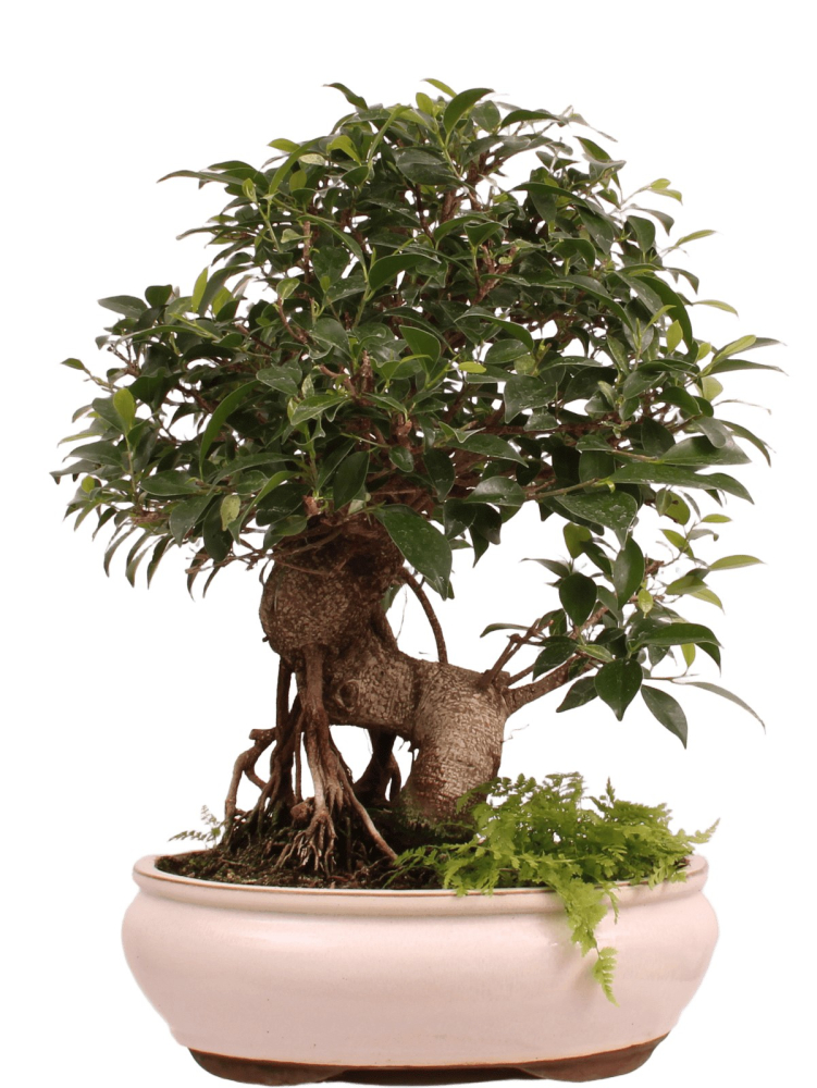 Bonsai - Ficus retusa - Chinesische Feige 221/79