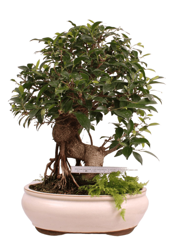 Preview: Bonsai - Ficus retusa - Chinesische Feige 221/79