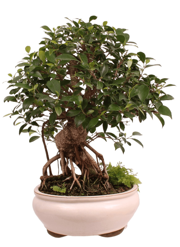 Preview: Bonsai - Ficus retusa - Chinesische Feige 221/79