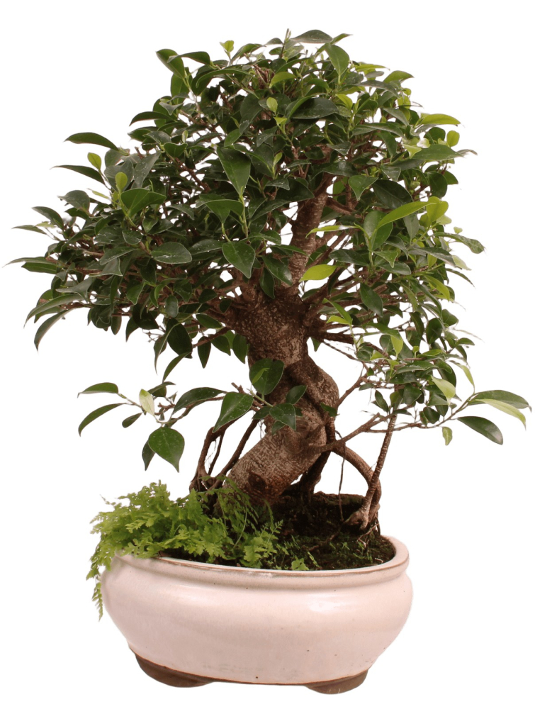 Bonsai - Ficus retusa - Chinesische Feige 221/79