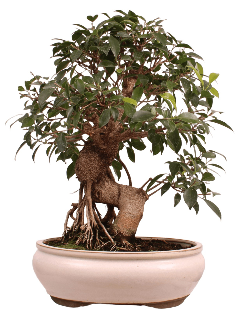 Bonsai - Ficus retusa - Chinesische Feige 221/79