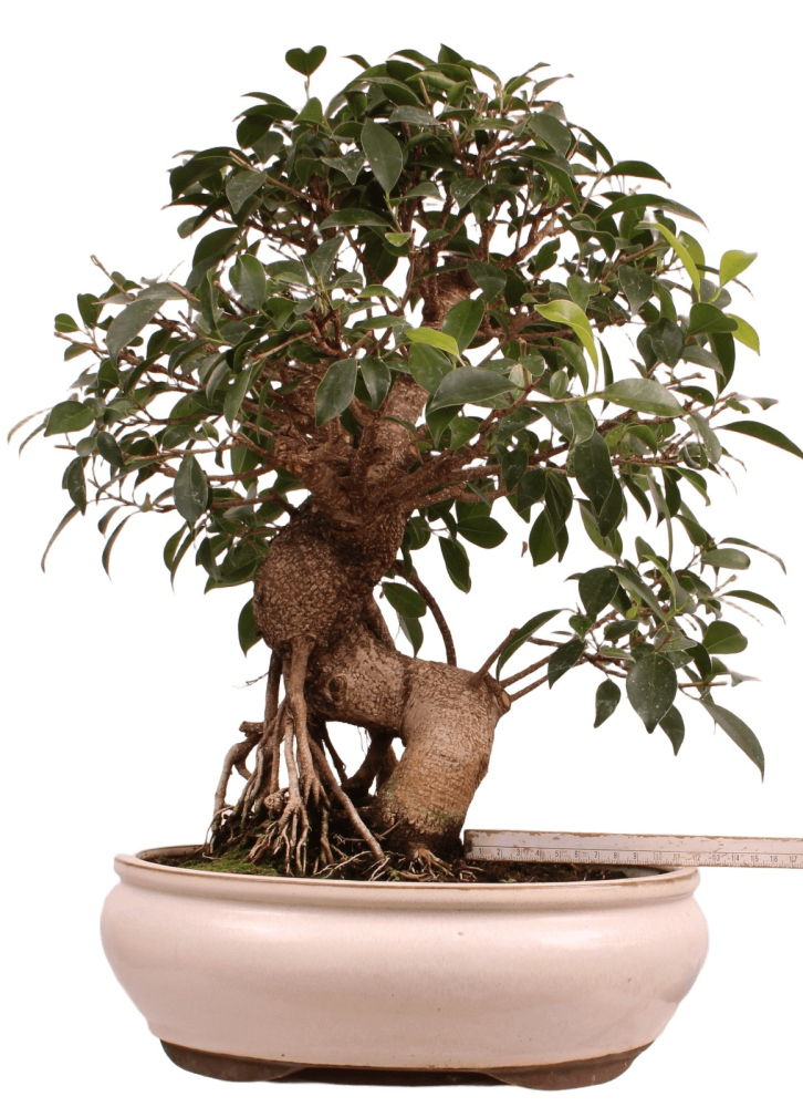 Preview: Bonsai - Ficus retusa - Chinesische Feige 221/79