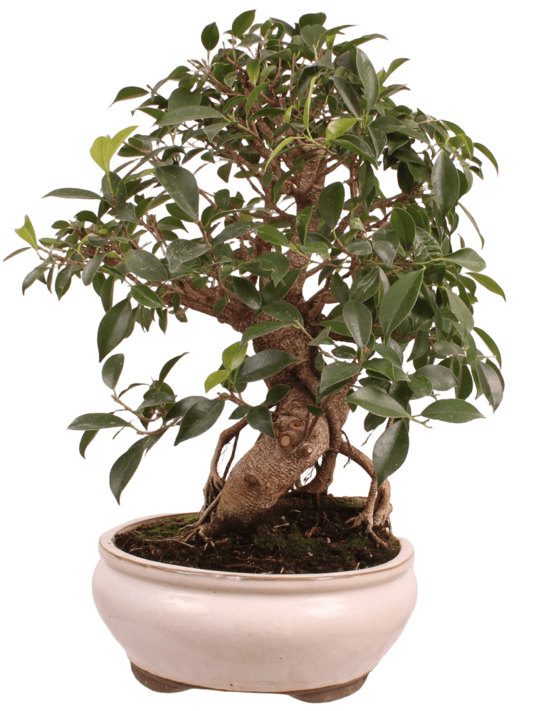 Preview: Bonsai - Ficus retusa - Chinesische Feige 221/79