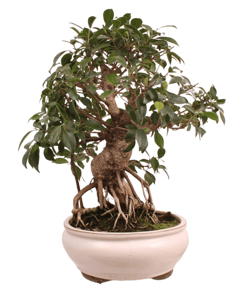 Bonsai - Ficus retusa - Chinesische Feige 221/79