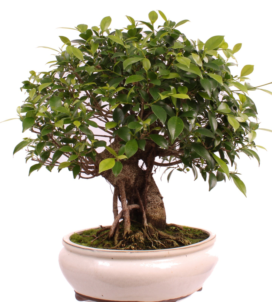 Preview: Bonsai - Ficus retusa - Chinesische Feige 221/80
