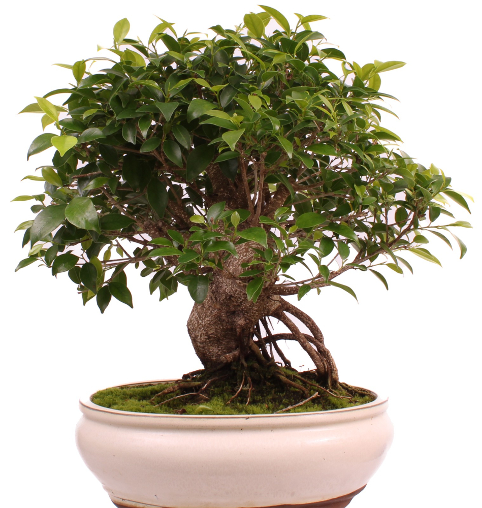Preview: Bonsai - Ficus retusa - Chinesische Feige 221/80