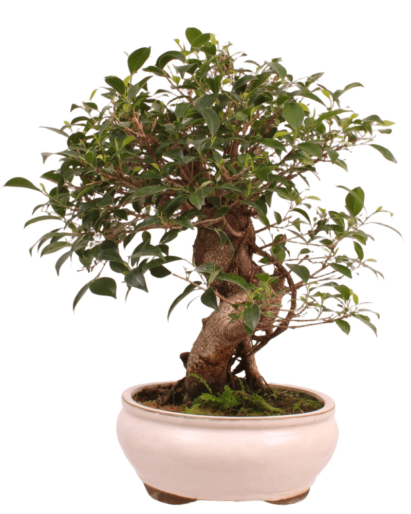 Preview: Bonsai - Ficus retusa - Chinesische Feige 221/81