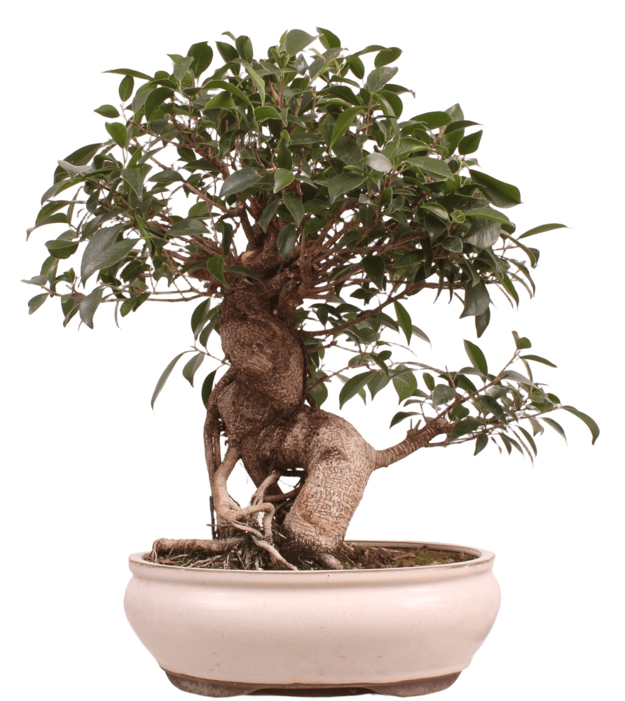 Bonsai - Ficus retusa - Chinesische Feige 221/8