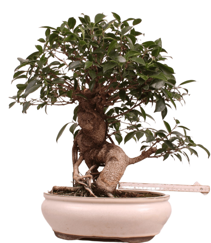 Preview: Bonsai - Ficus retusa - Chinesische Feige 221/8