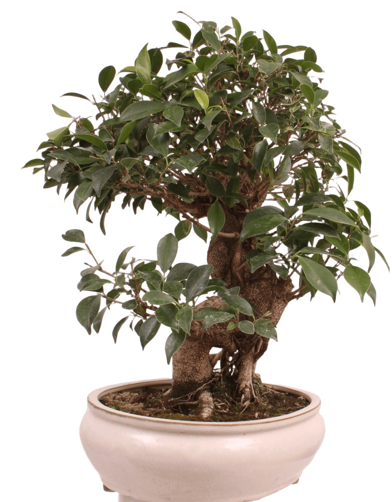 Bonsai - Ficus retusa - Chinesische Feige 221/8