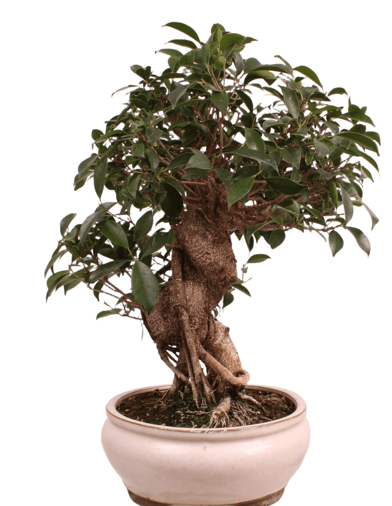 Bonsai - Ficus retusa - Chinesische Feige 221/8