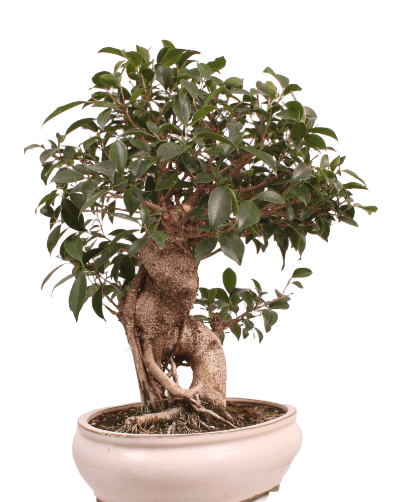 Bonsai - Ficus retusa - Chinesische Feige 221/8
