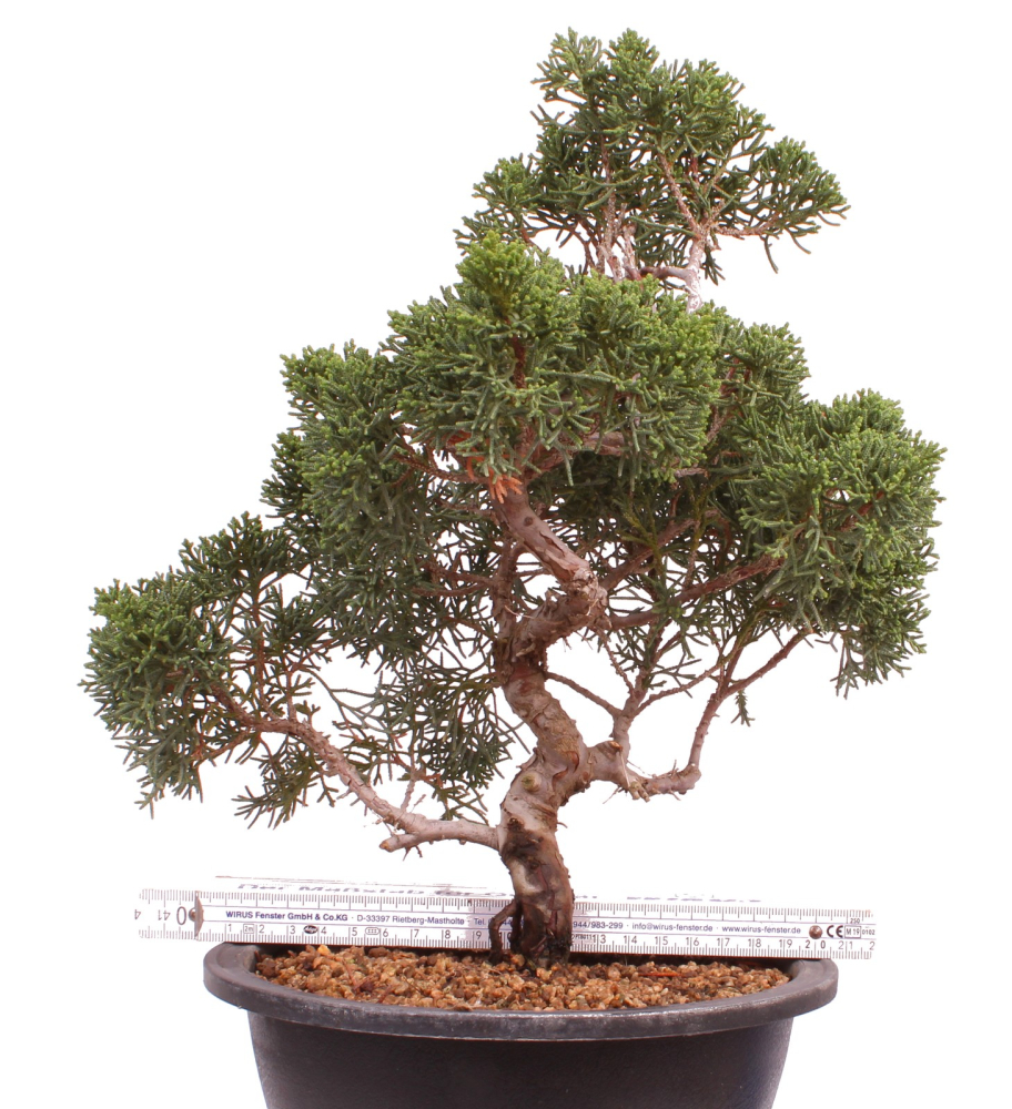 Preview: Bonsai - Juniperus chinensis 'Kyushu', Chinesischer Wacholder 224/100