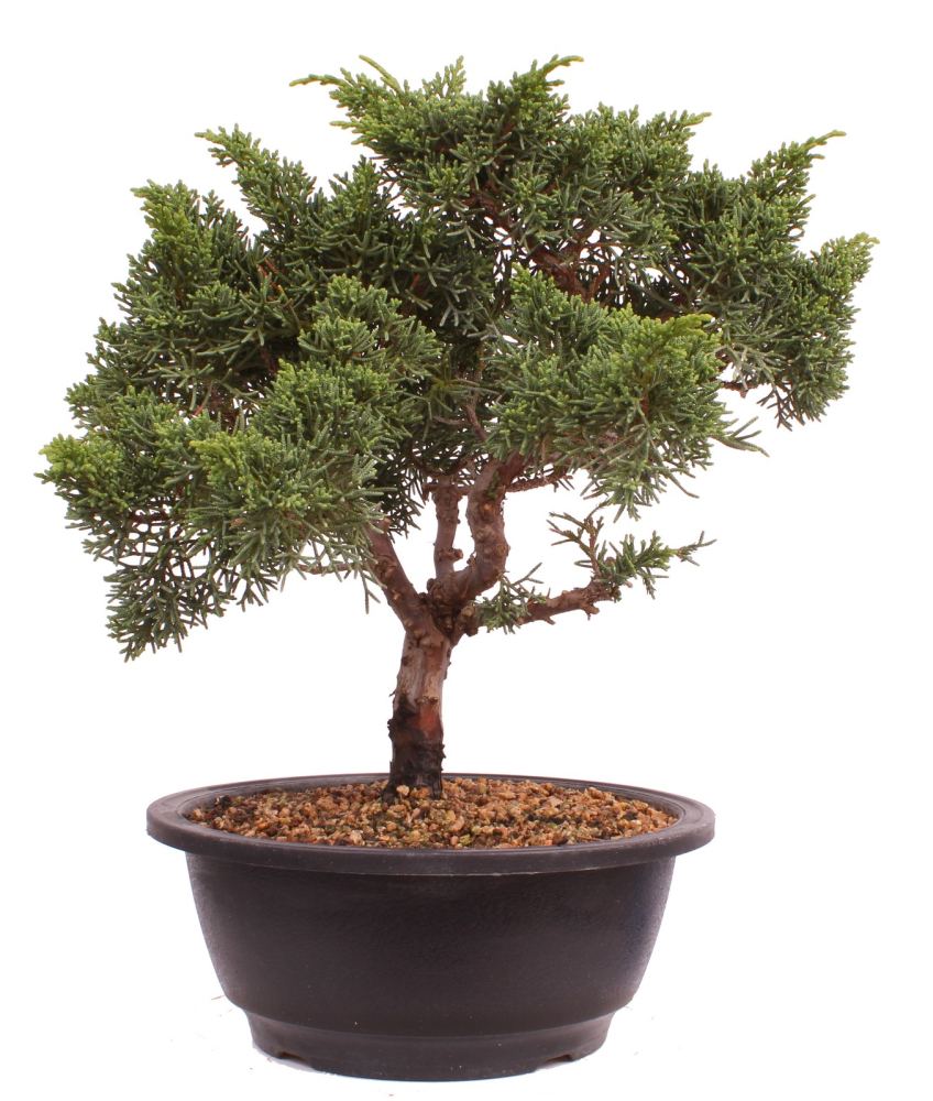 Bonsai - Juniperus chinensis 'Kyushu', Chinesischer Wacholder 224/101