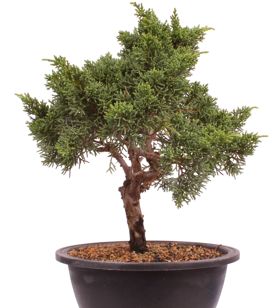 Bonsai - Juniperus chinensis 'Kyushu', Chinesischer Wacholder 224/101