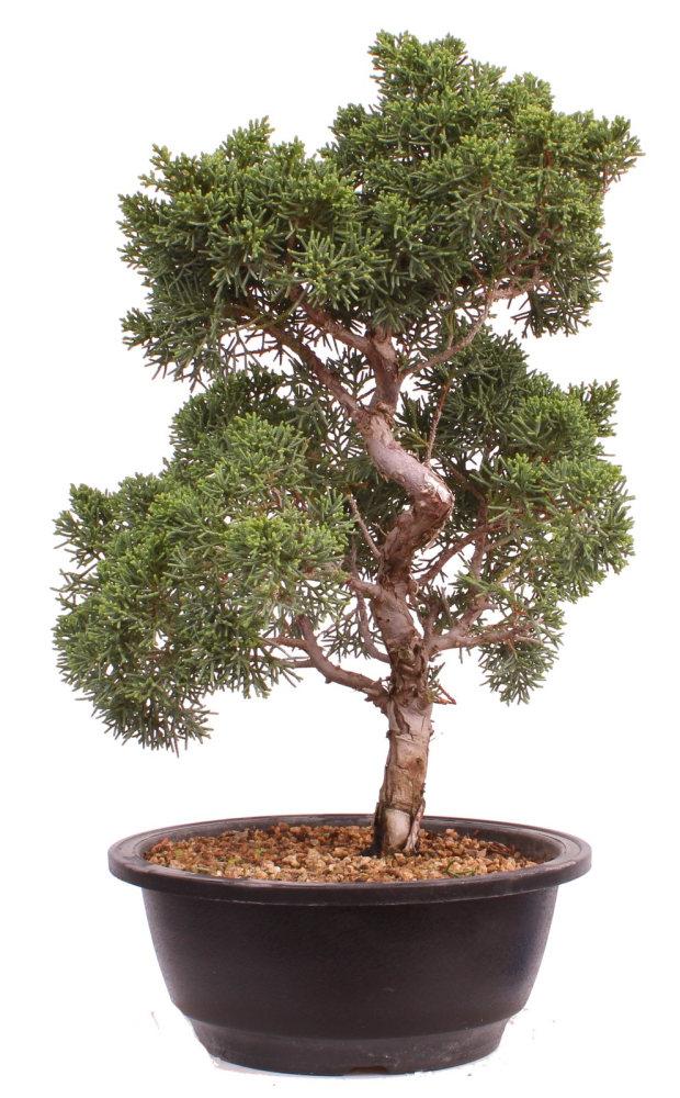 Bonsai - Juniperus chinensis 'Kyushu', Chinesischer Wacholder 224/103
